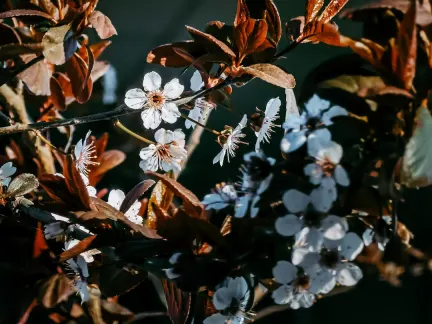 Glimmer Cazino Cazinou Aplicație mobilă